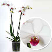 Orchidée papillon Blanche, Phalaenopsis